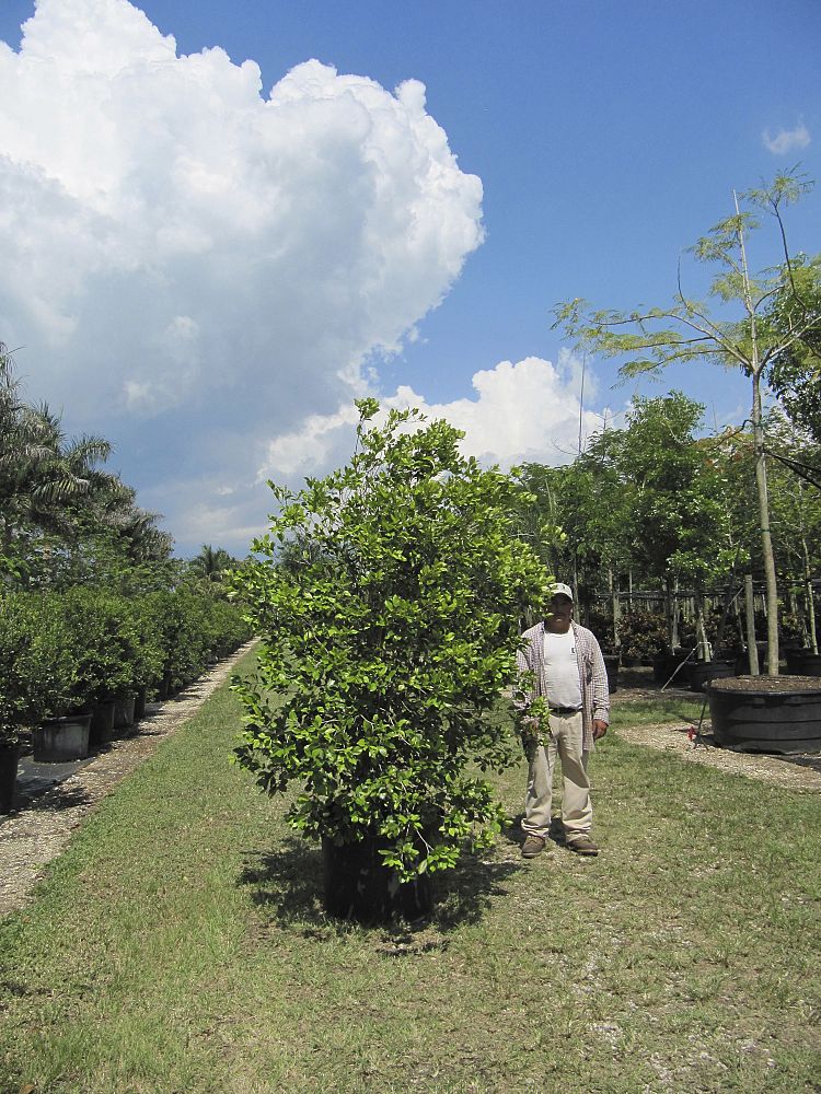 calyptranthes-zuzygium-myrtle-of-the-river