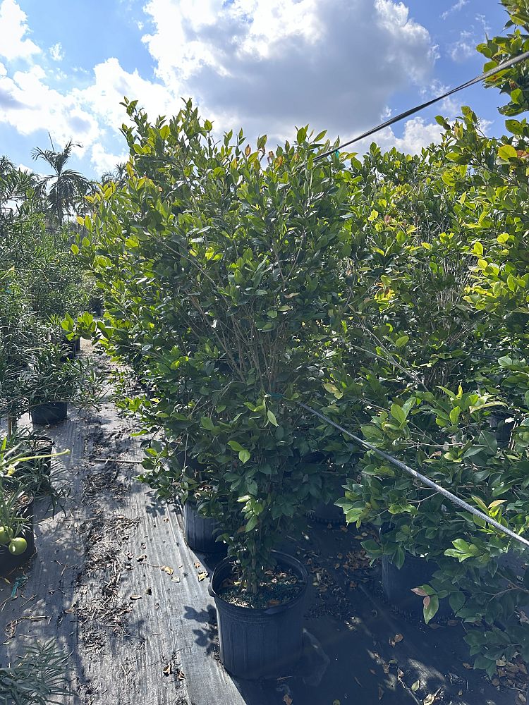 calyptranthes-zuzygium-myrtle-of-the-river