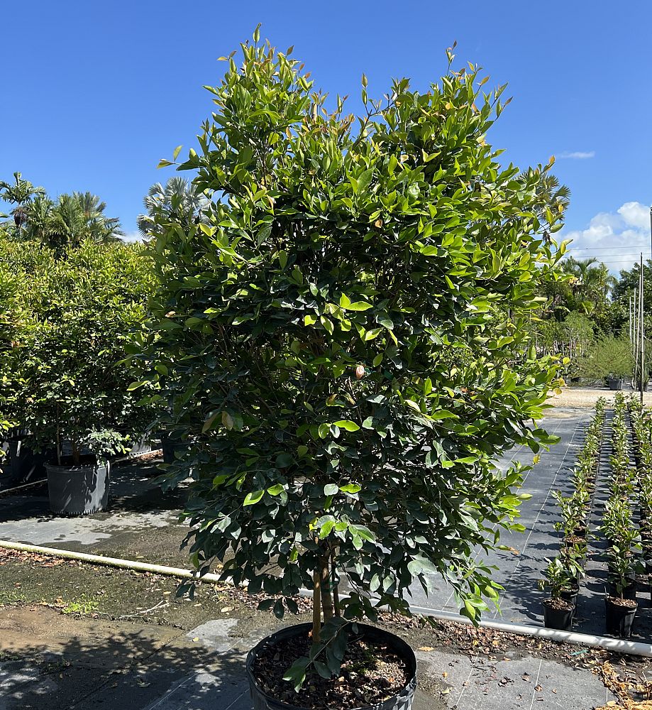 calyptranthes-zuzygium-myrtle-of-the-river