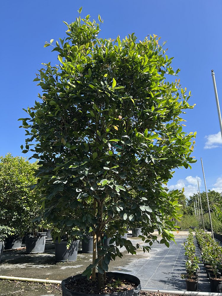calyptranthes-zuzygium-myrtle-of-the-river