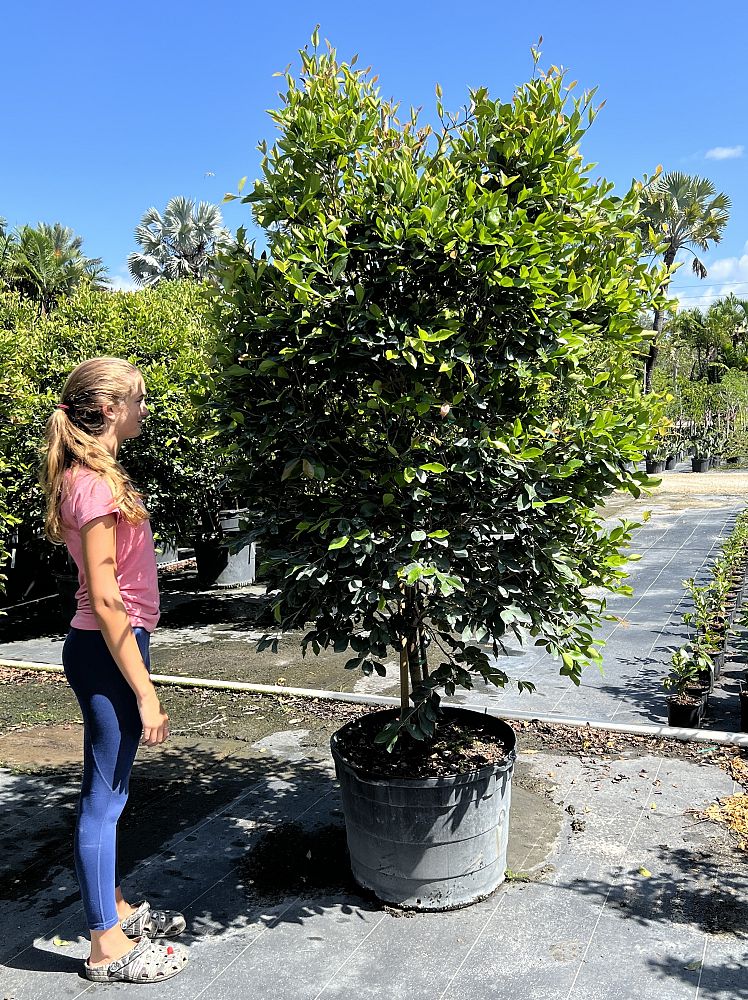 calyptranthes-zuzygium-myrtle-of-the-river
