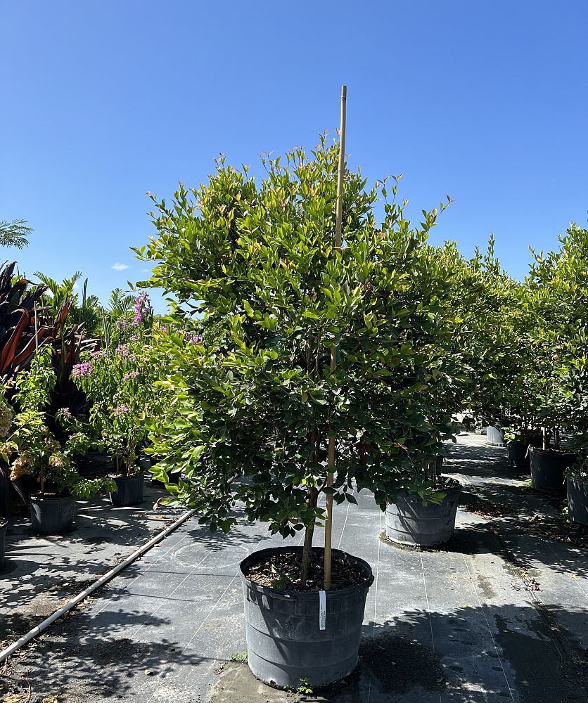 calyptranthes-zuzygium-myrtle-of-the-river