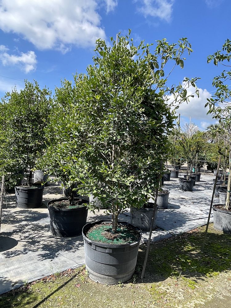 calyptranthes-zuzygium-myrtle-of-the-river