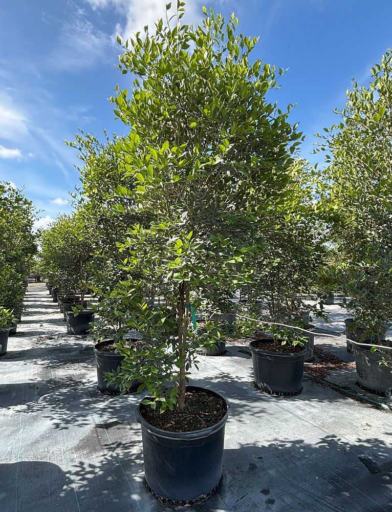 calyptranthes-zuzygium-myrtle-of-the-river