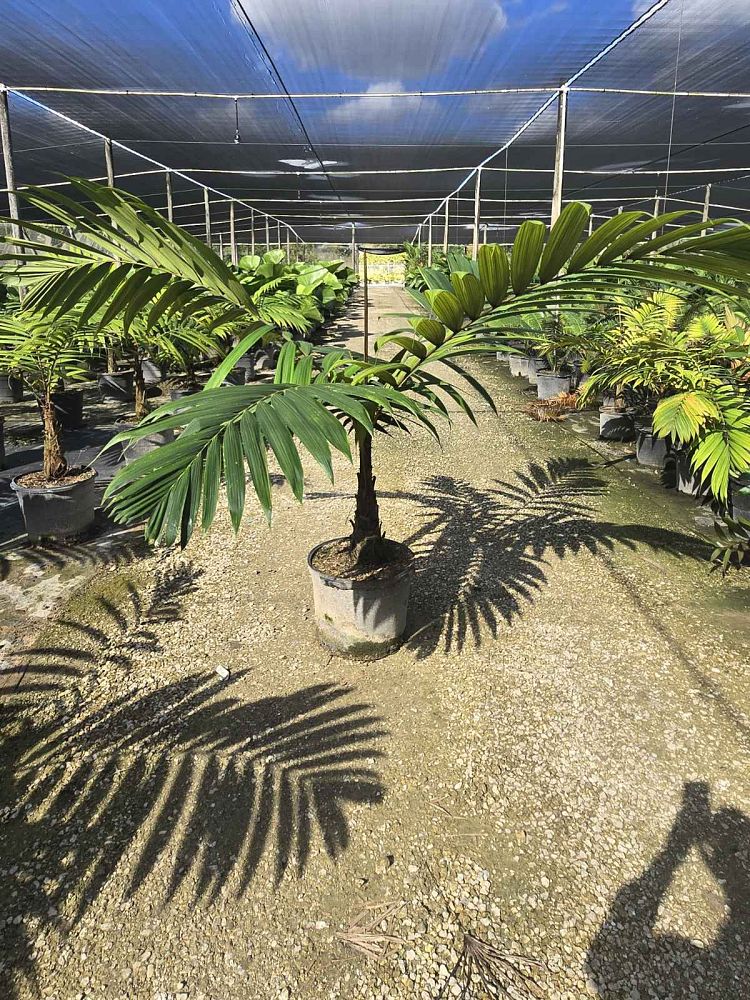calyptrocalyx-albertisianus-sunset-palm