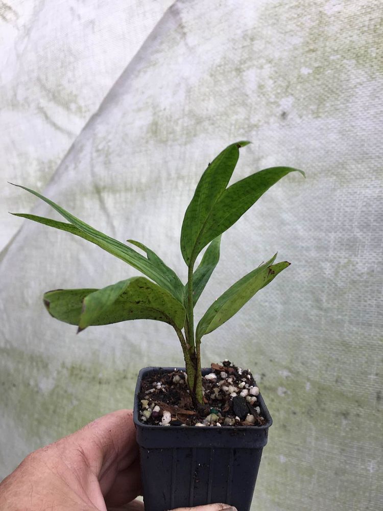 calyptrocalyx-doxanthus