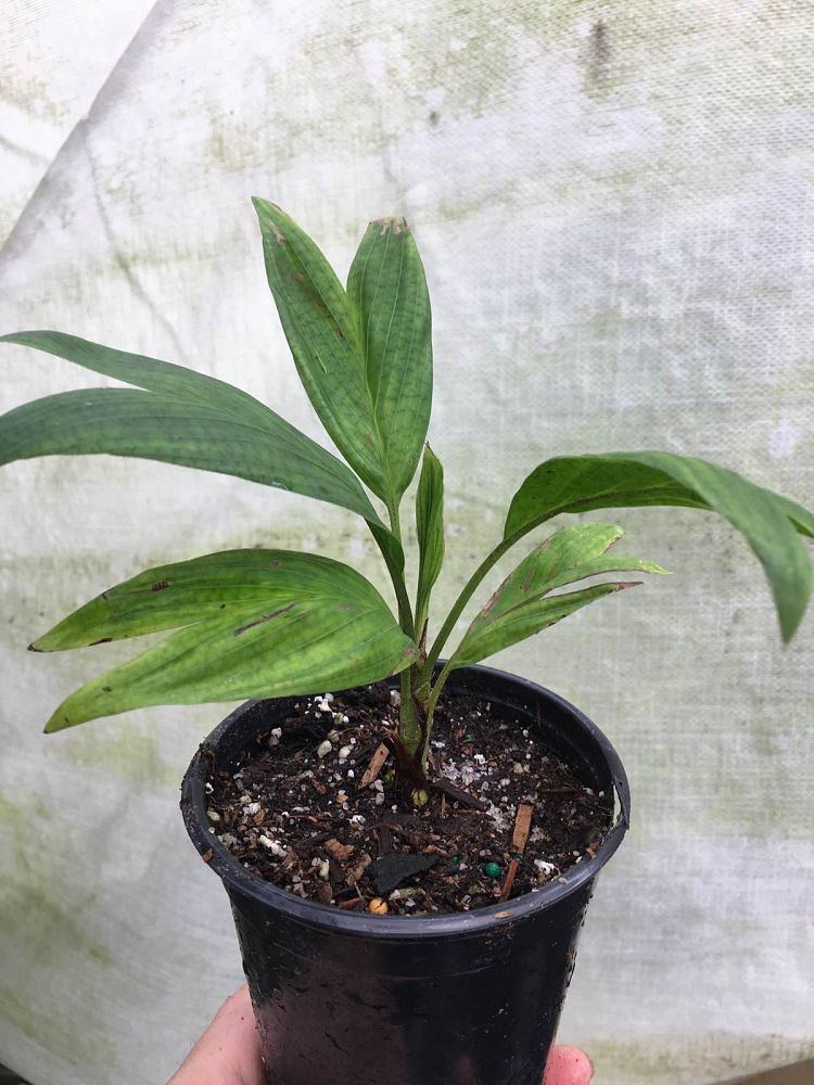 calyptrocalyx-doxanthus