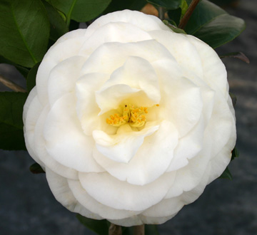 camellia-april-snow