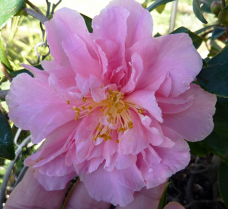 camellia-egao-corkscrew-egao-corkscrew-contorted-camellia-camellia-japonica