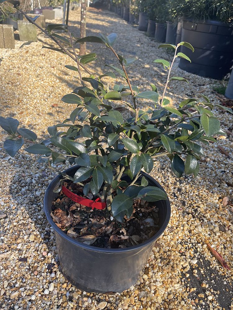 camellia-gnc-cam1-royal-flush-shi-shi-camellia