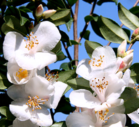 camellia-handelii-snow-bells