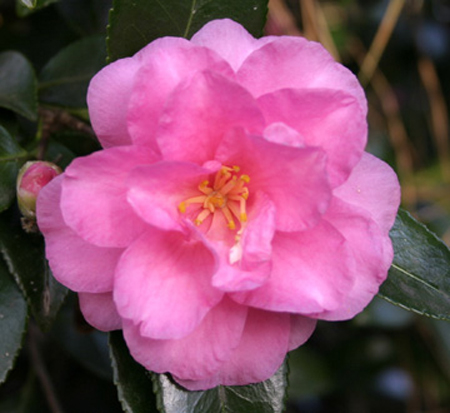 camellia-hiemalis-shishigashira-autumn-camellia-beni-kantsubakia