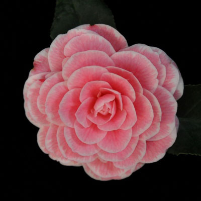 camellia-japonica-april-dawn-blush-japanese-camellia
