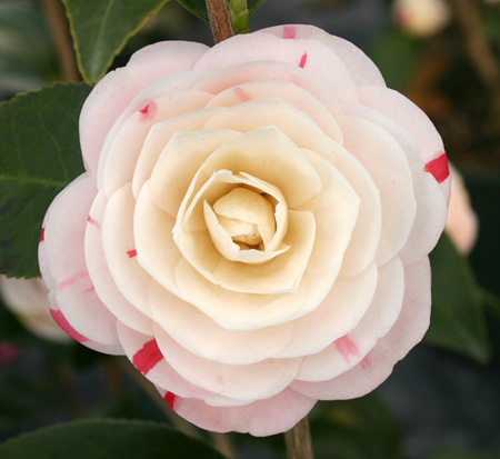 camellia-japonica-april-dawn-japanese-camellia
