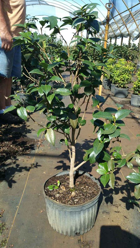 camellia-japonica-april-remembered-japanese-camellia