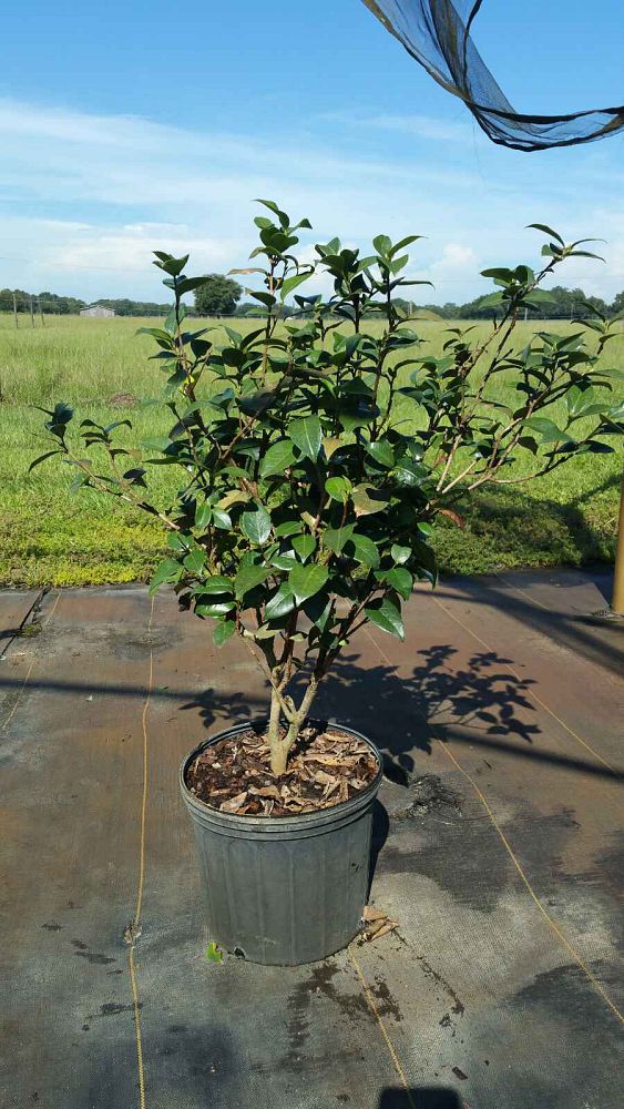 camellia-japonica-april-remembered-japanese-camellia