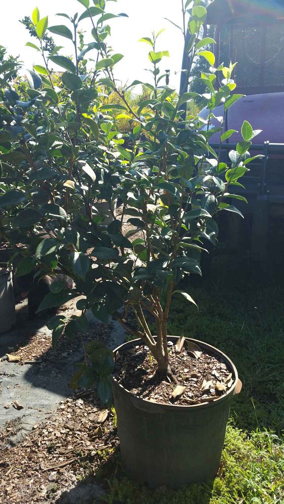 camellia-japonica-april-remembered-japanese-camellia