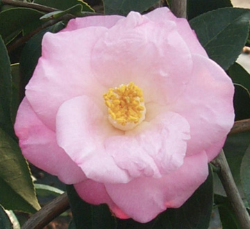 camellia-japonica-april-remembered-japanese-camellia