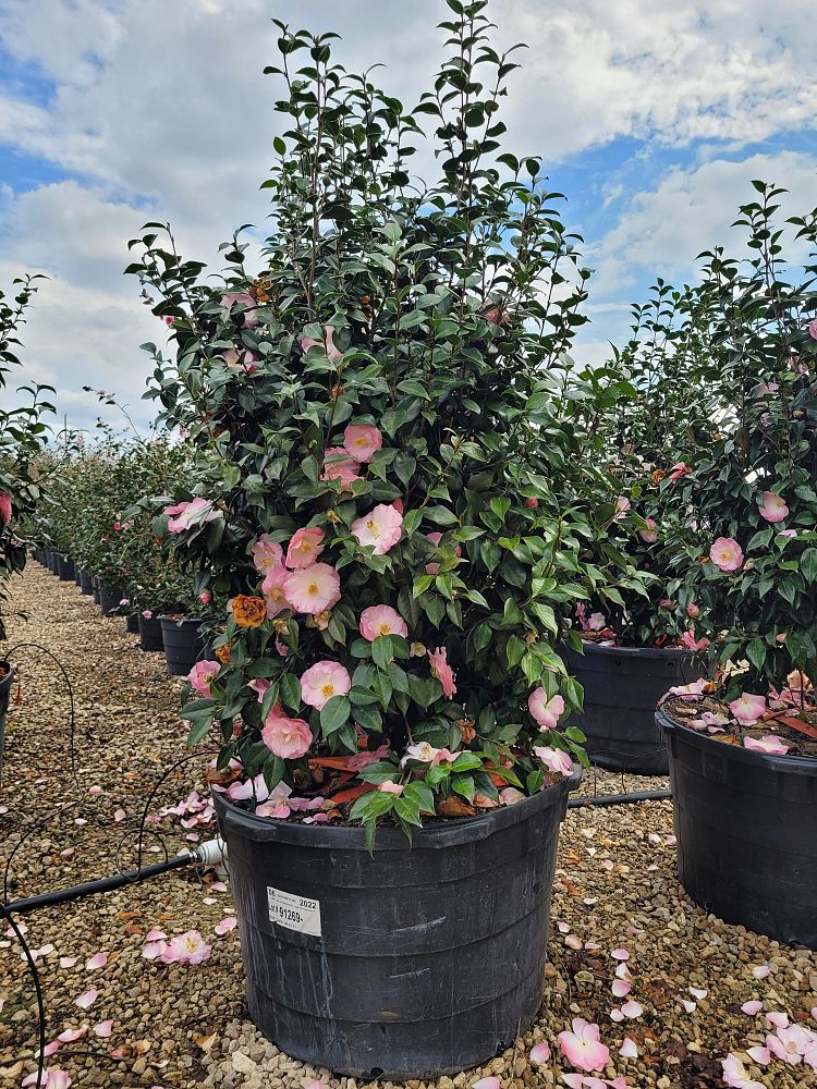 camellia-japonica-april-remembered-japanese-camellia