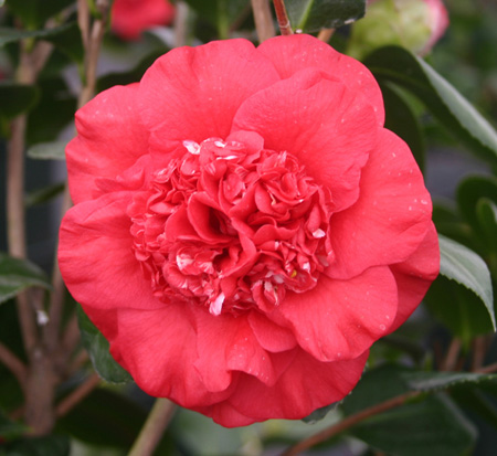 camellia-japonica-april-tryst-japanese-camellia