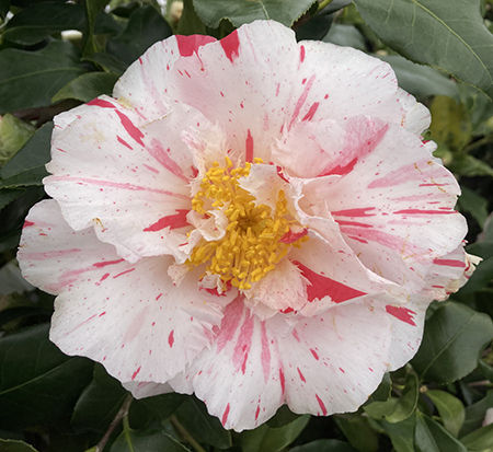 camellia-japonica-astro-nova-japanese-camellia