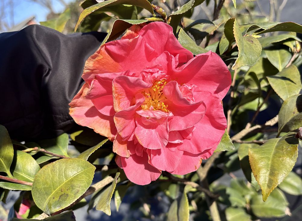 camellia-japonica-betty-sheffield-japanese-camellia