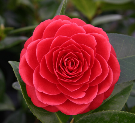 camellia-japonica-black-tie-japanese-camellia