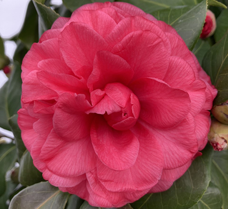 camellia-japonica-blue-ridge-sunset-blue-ridge-sunset-camellia