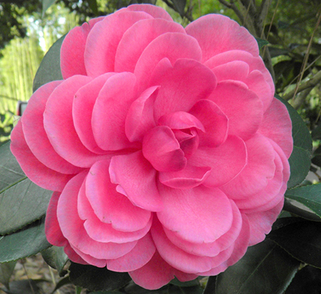 camellia-japonica-early-autumn-early-wonder-reg-camellia