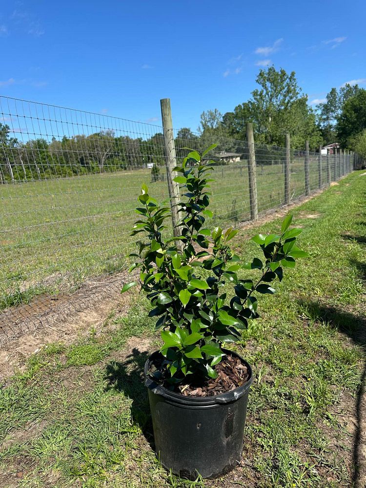camellia-japonica-early-autumn-early-wonder-reg-camellia