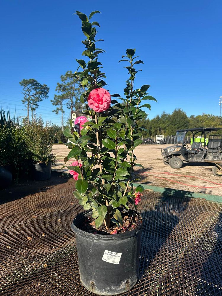 camellia-japonica-early-autumn-early-wonder-reg-camellia