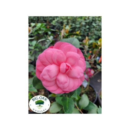 camellia-japonica-early-autumn-early-wonder-reg-camellia