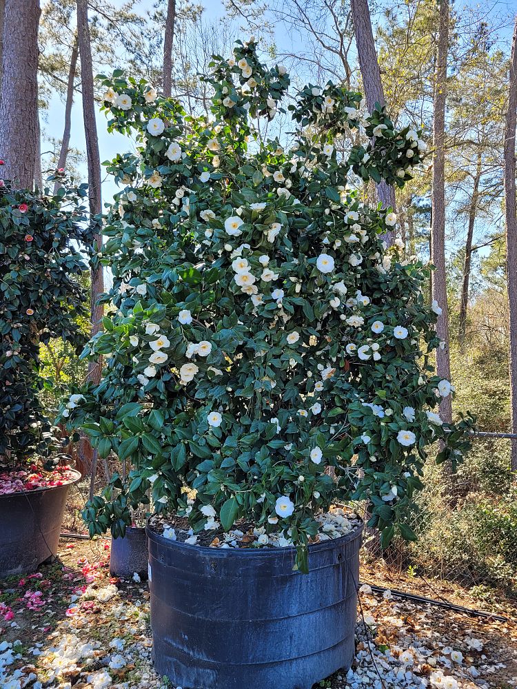 camellia-japonica-frost-queen-japanese-camellia