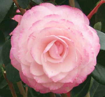 camellia-japonica-grace-albritton-japanese-camellia