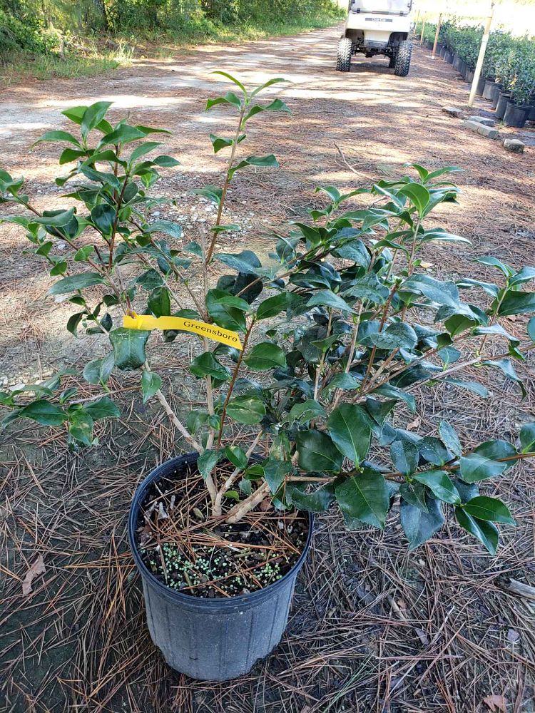 camellia-japonica-greensboro-red-japanese-camellia