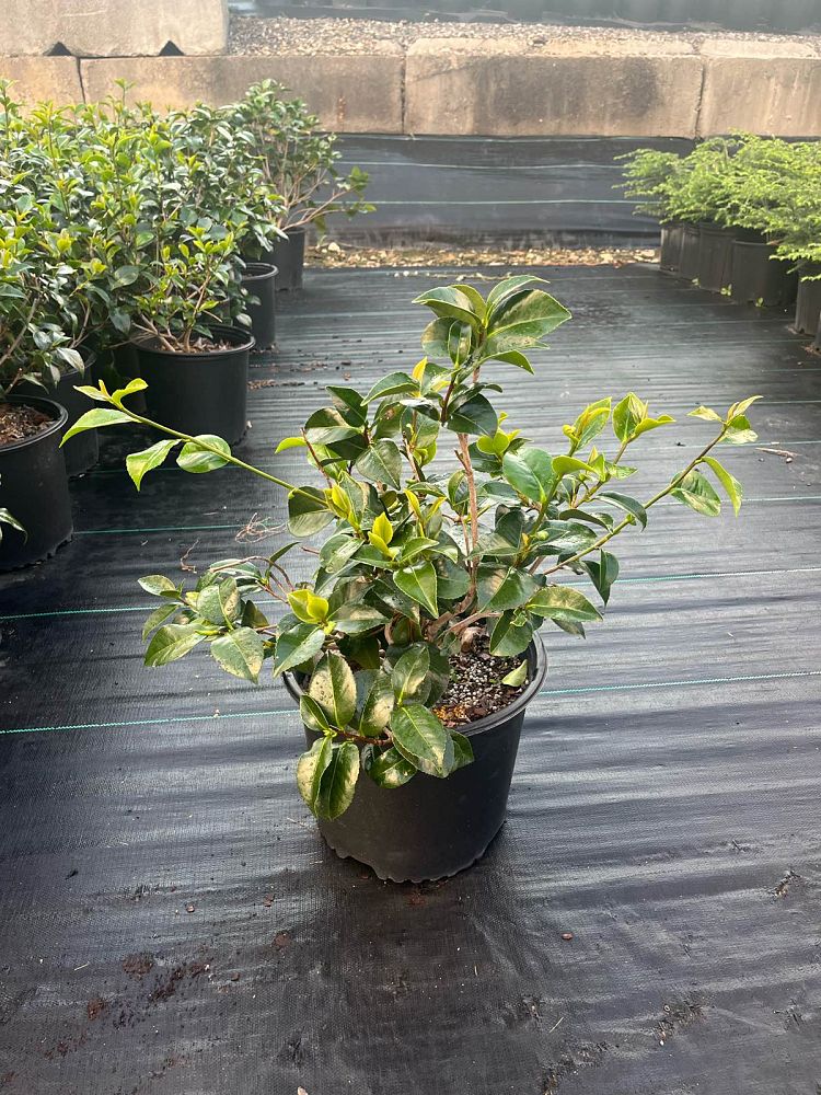 camellia-japonica-greensboro-red-japanese-camellia