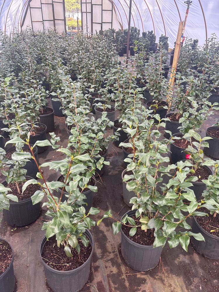 camellia-japonica-greensboro-red-japanese-camellia