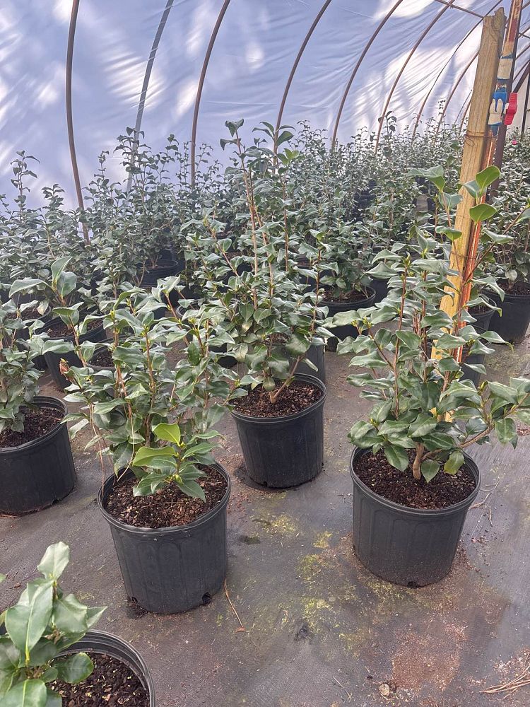 camellia-japonica-greensboro-red-japanese-camellia