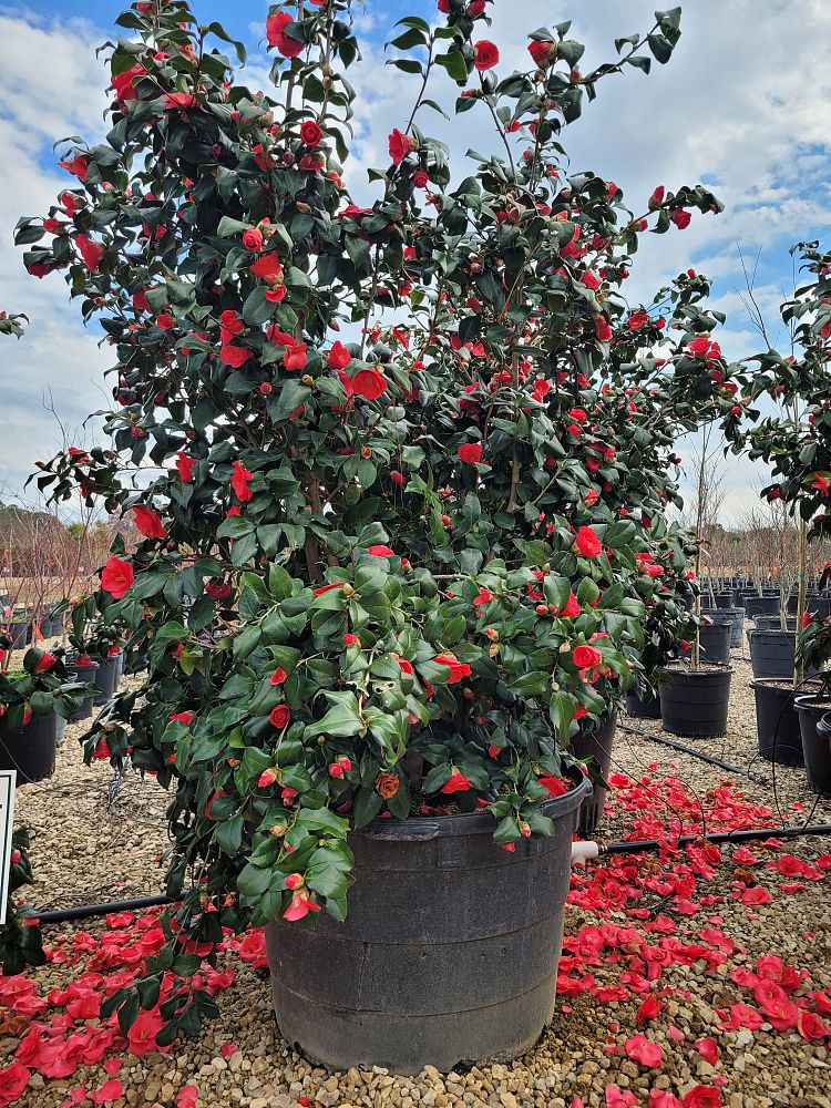 camellia-japonica-greensboro-red-japanese-camellia