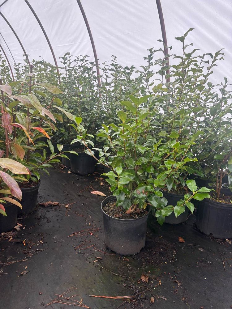 camellia-japonica-greensboro-red-japanese-camellia