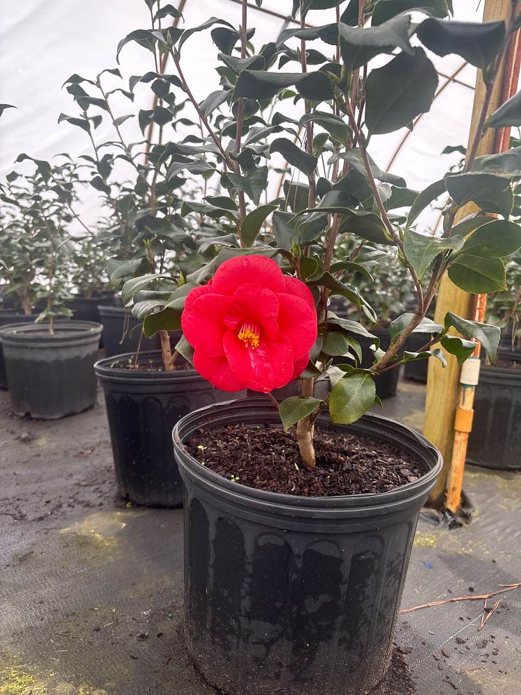 camellia-japonica-greensboro-red-japanese-camellia