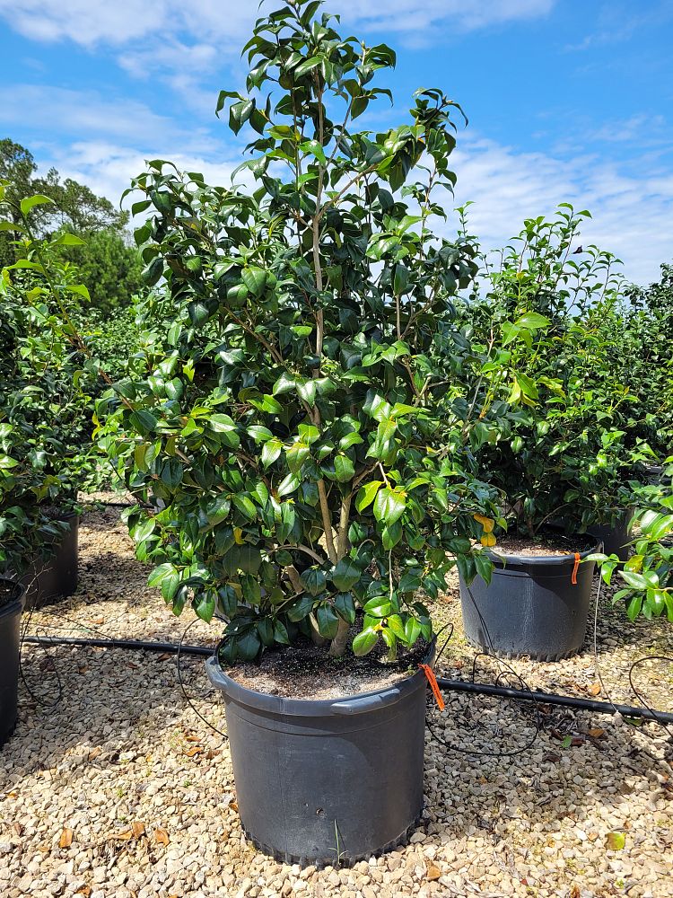 camellia-japonica-greensboro-red-japanese-camellia