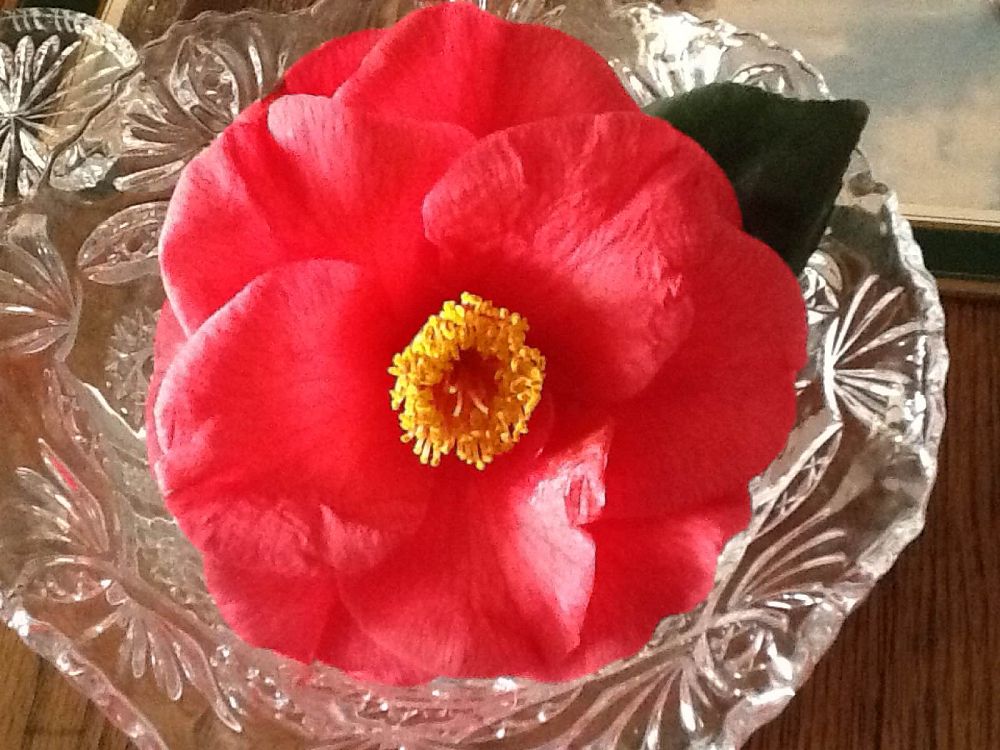camellia-japonica-gunsmoke-japanese-camellia