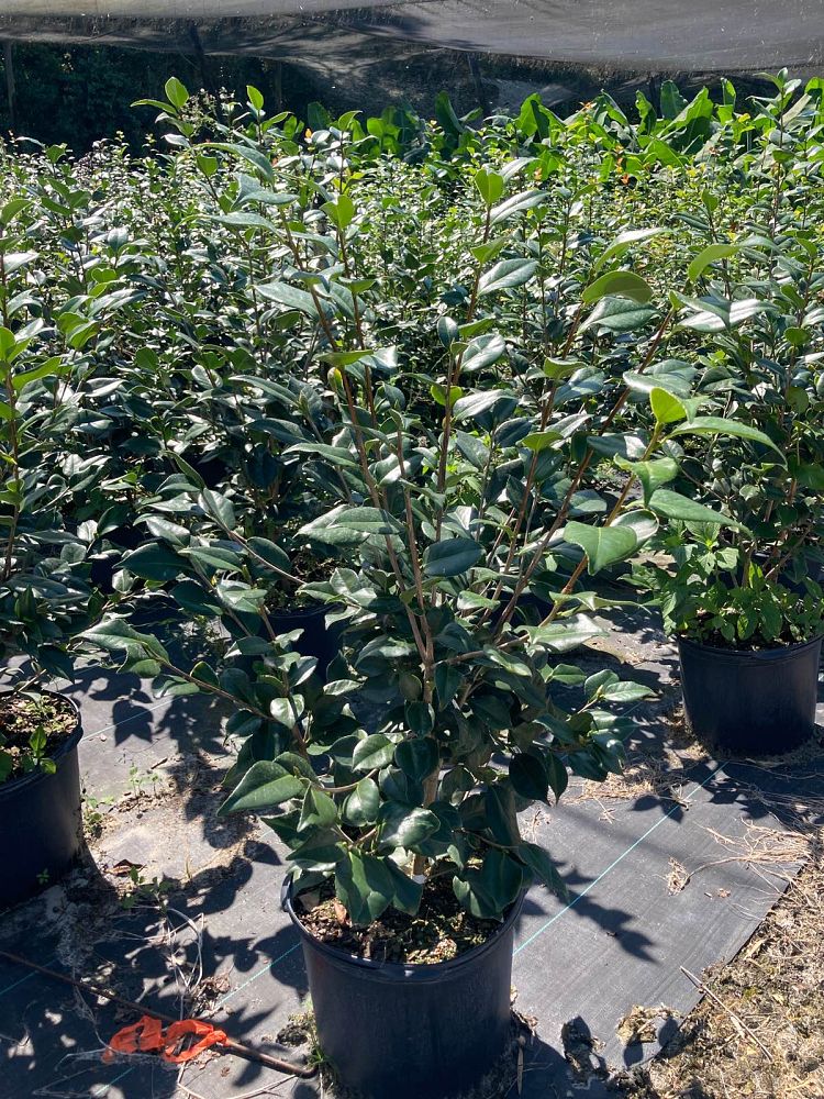 camellia-japonica-gunsmoke-japanese-camellia