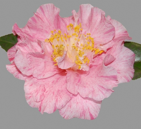 camellia-japonica-happy-birthday-japanese-camellia