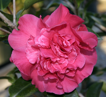 camellia-japonica-harbor-lights-japanese-camellia