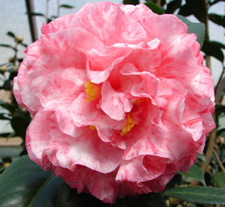 camellia-japonica-helen-beach-japanese-camellia
