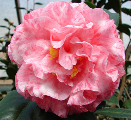 camellia-japonica-helen-beach-japanese-camellia