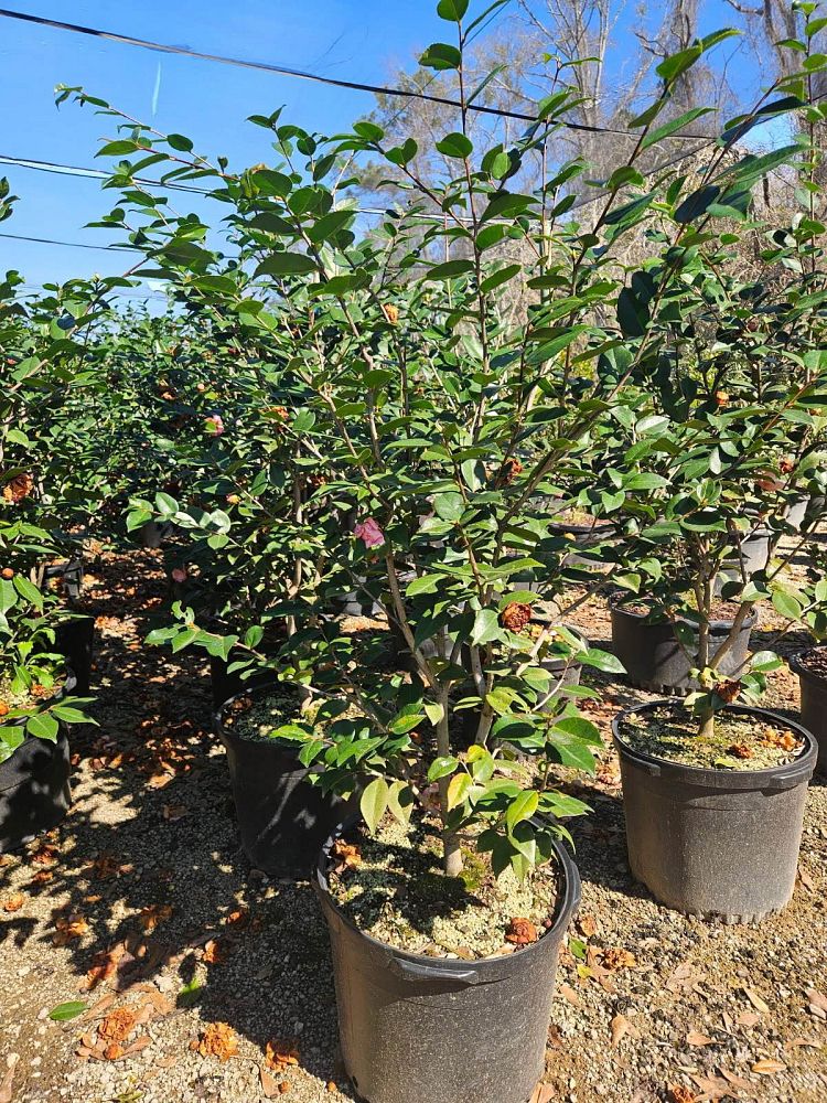 camellia-japonica-high-fragrance-japanese-camellia