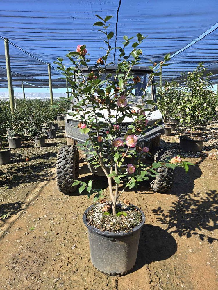 camellia-japonica-high-fragrance-japanese-camellia